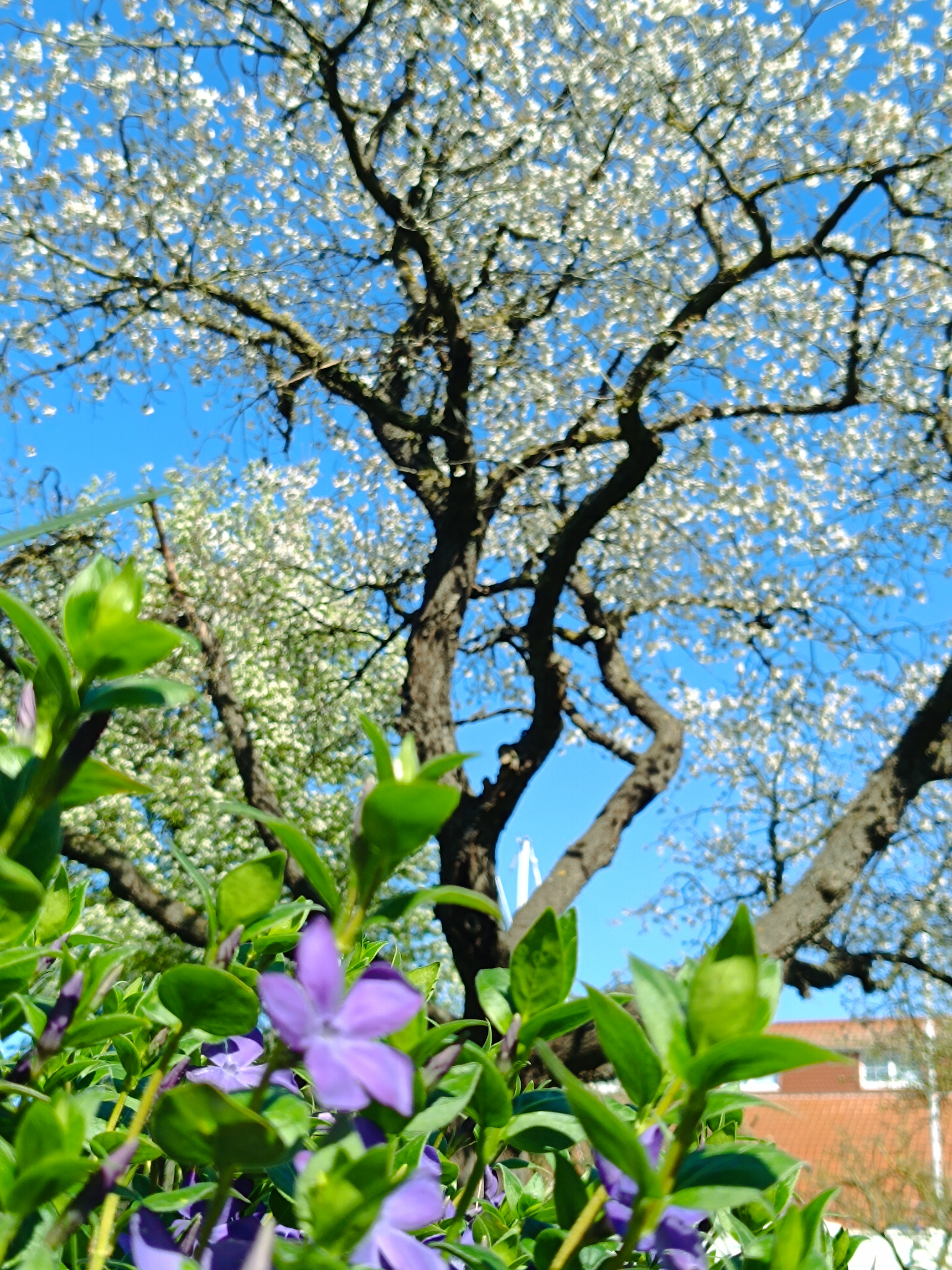 Vorfreude auf den Frühling - Bild 3