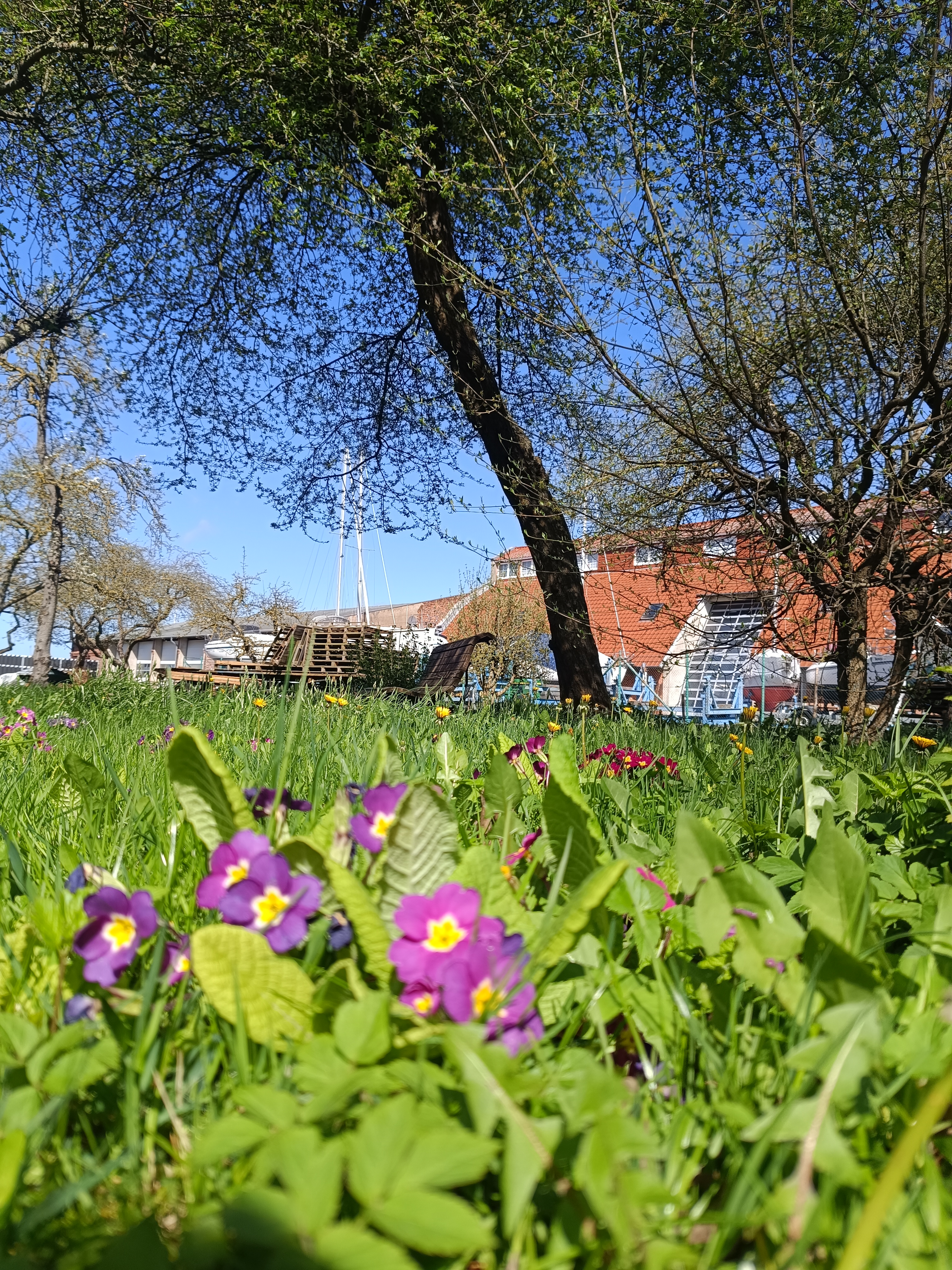 Vorfreude auf den Frühling - Bild 2