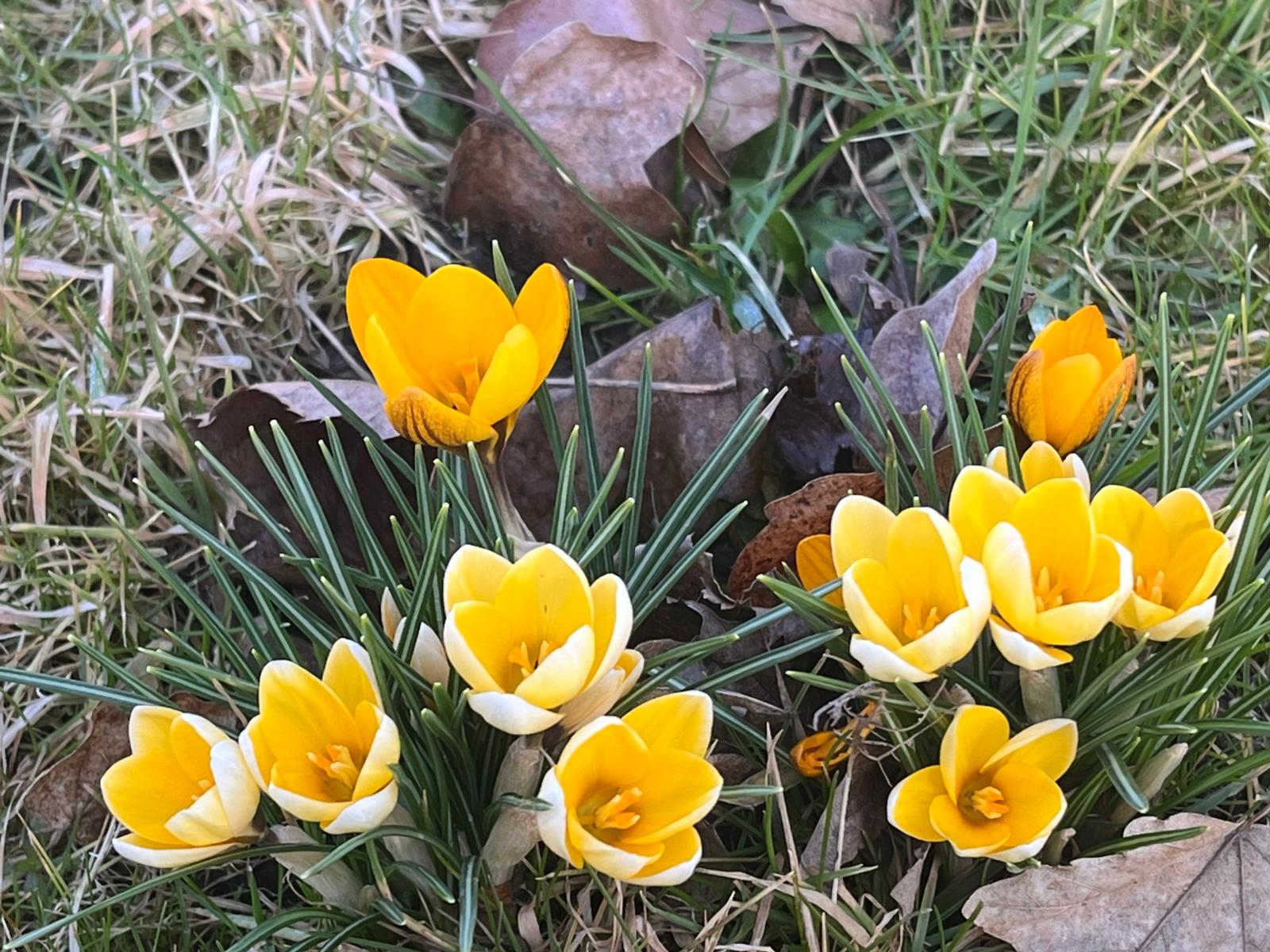 Der Garten öffnet seine Pforten